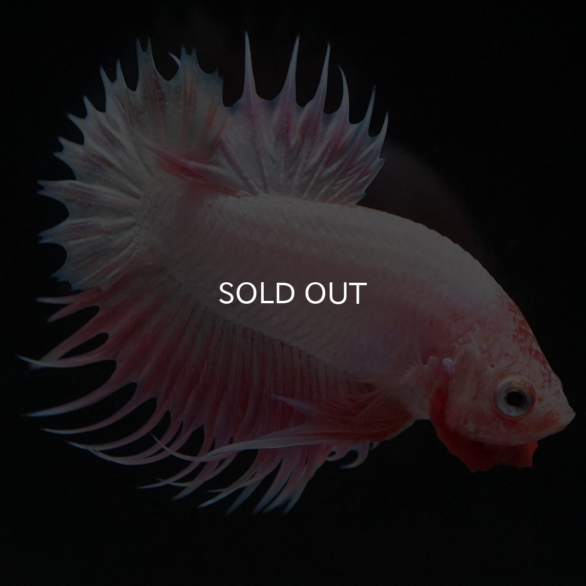 画像3: CTPK ファンシー (3)