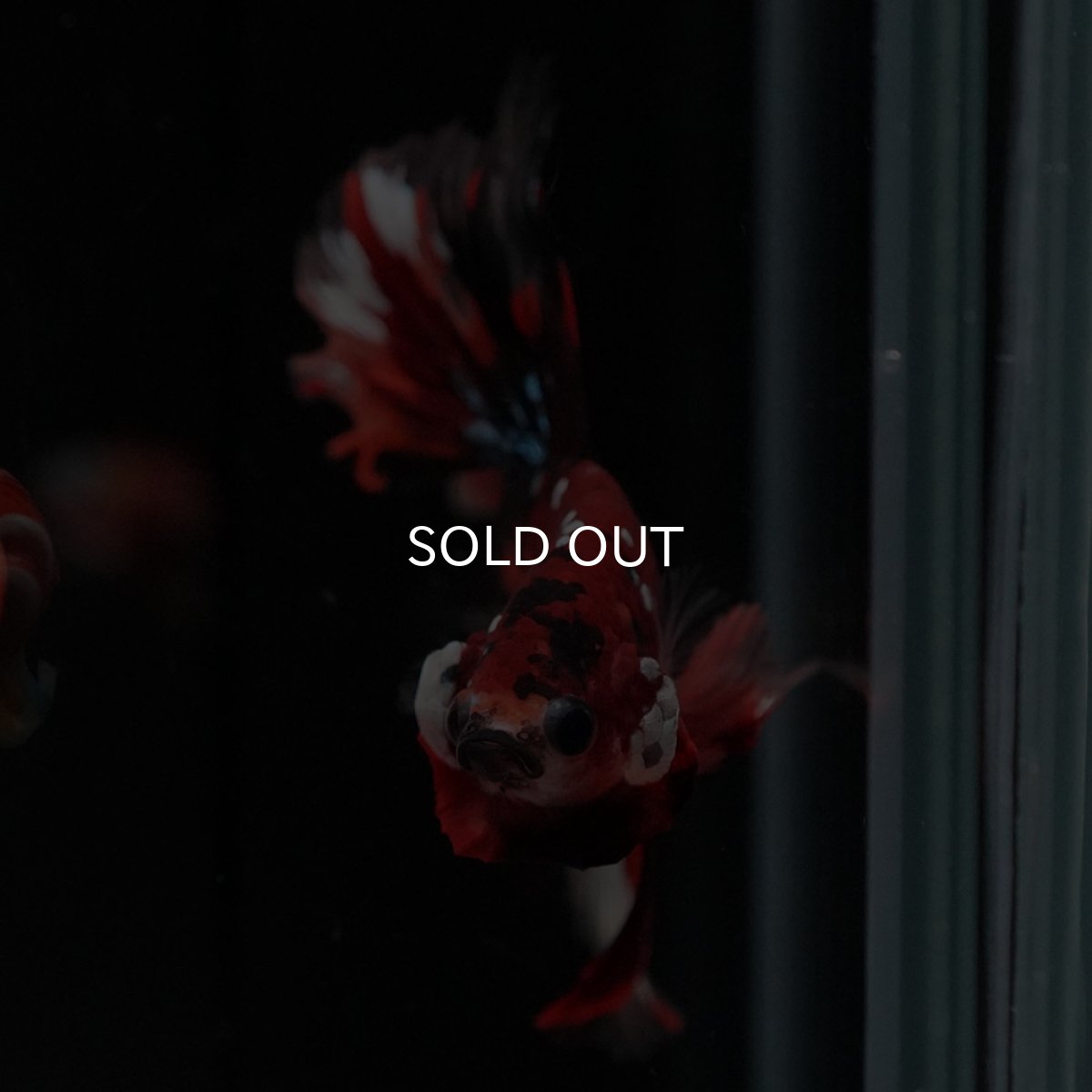 画像3: HM キャンディ ローズテール (3)