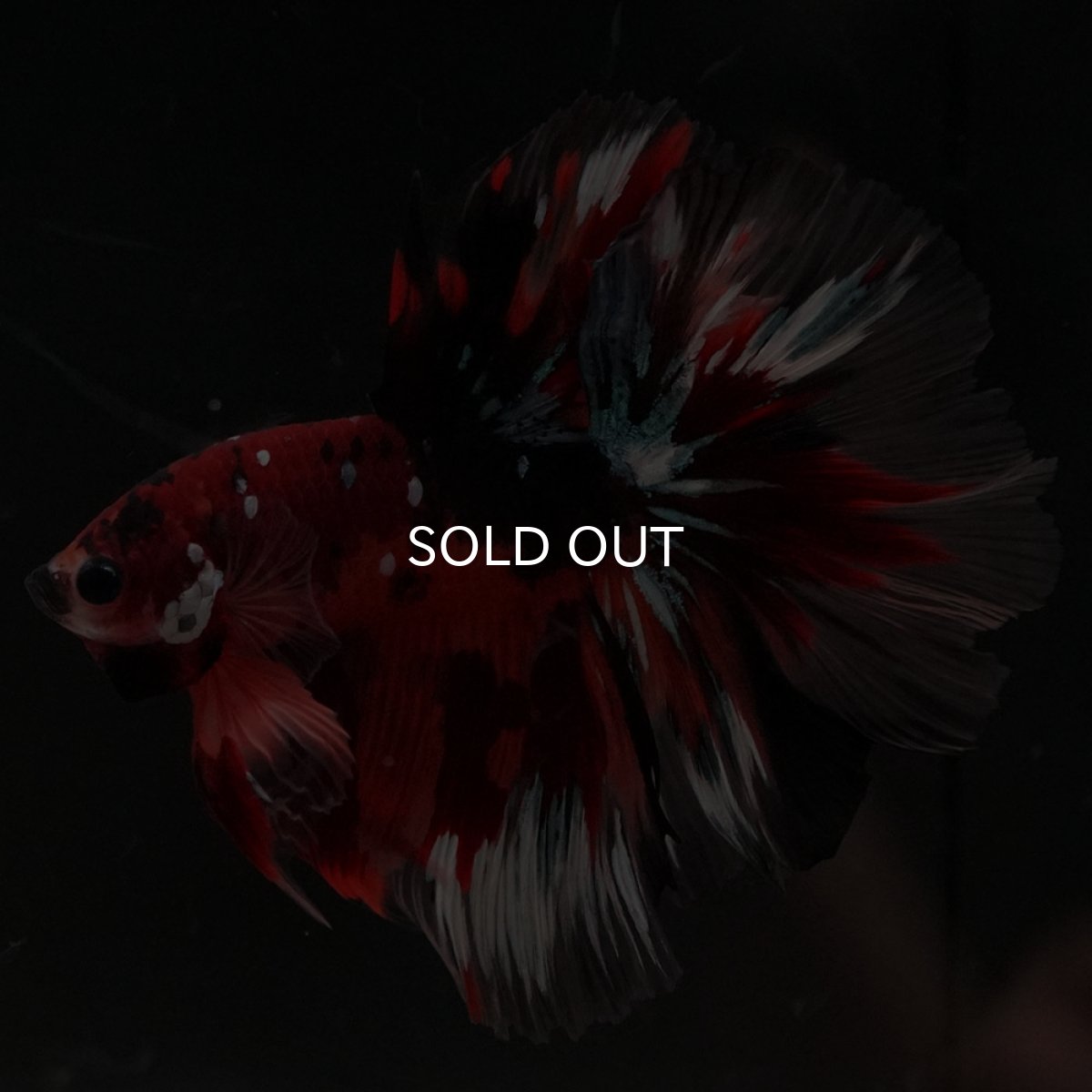 画像7: HM キャンディ ローズテール (7)