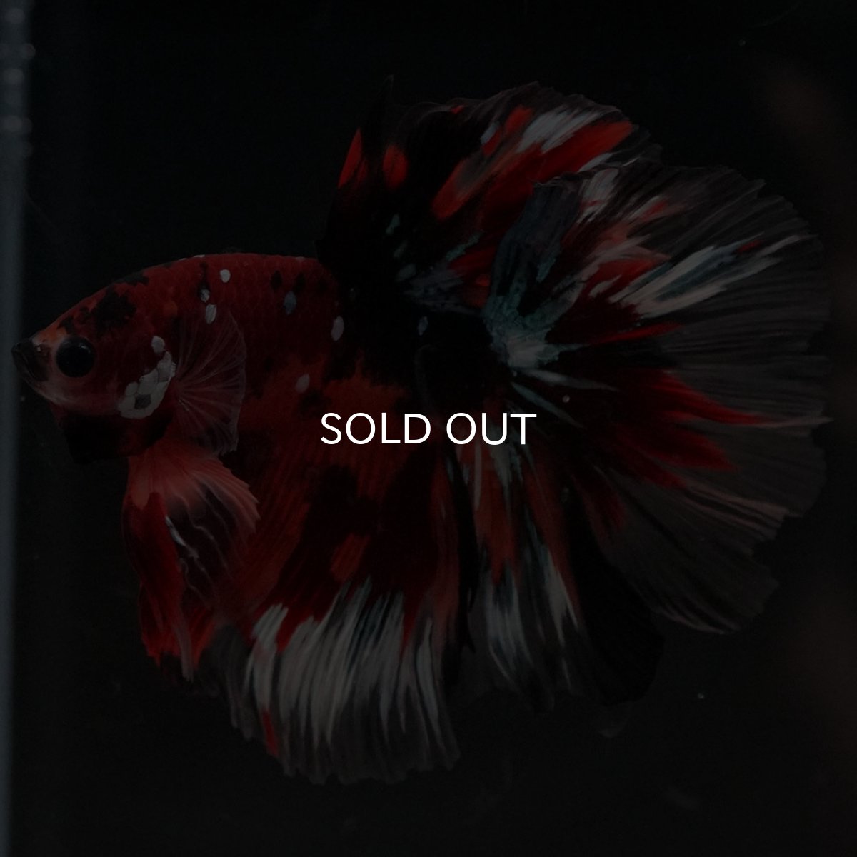 画像5: HM キャンディ ローズテール (5)