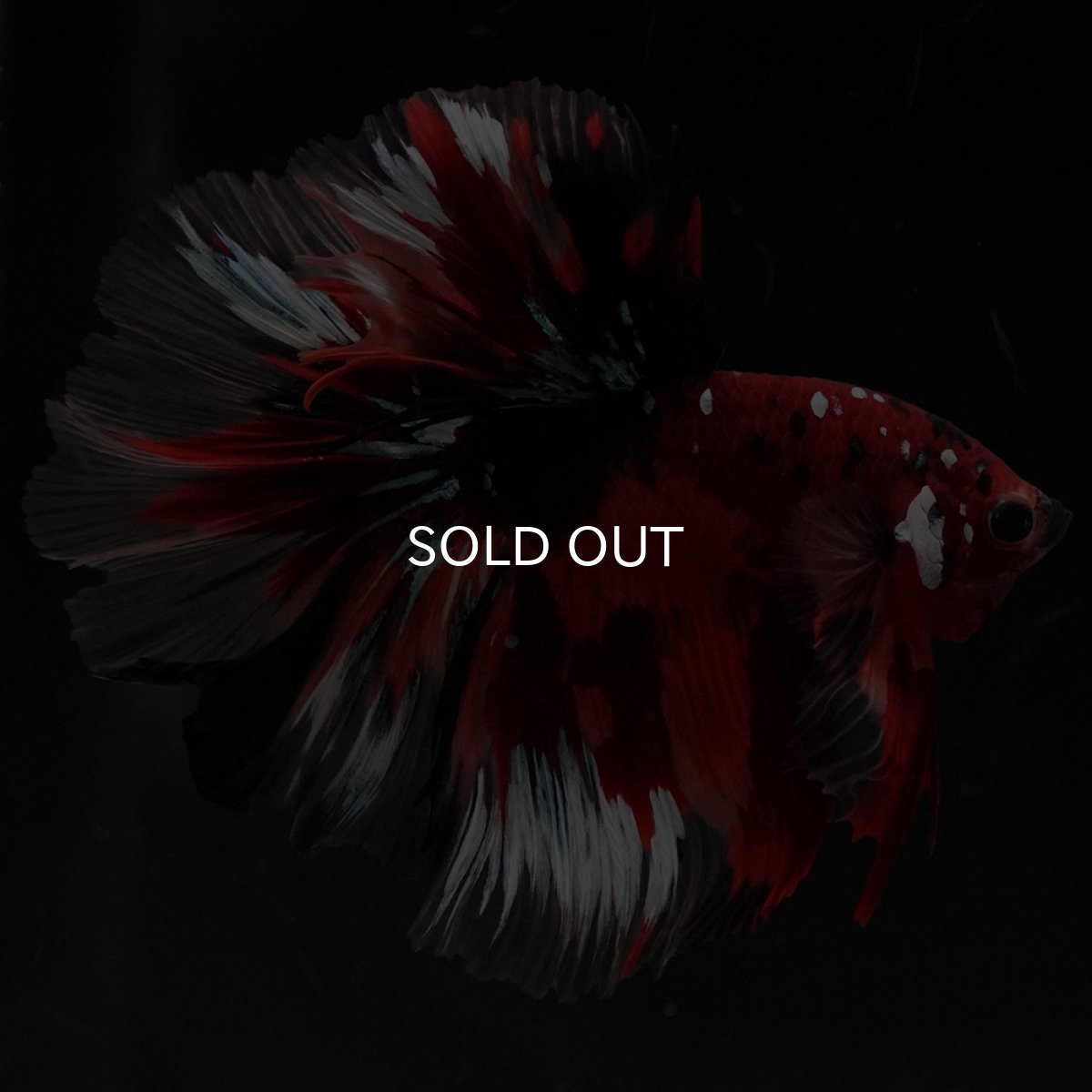 画像8: HM キャンディ ローズテール (8)