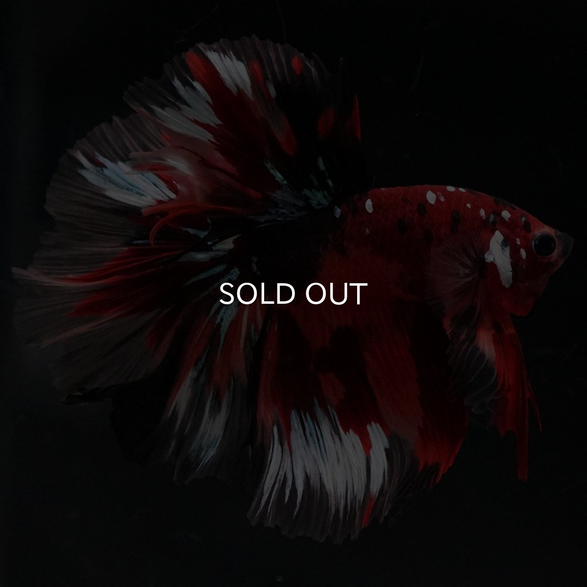 画像6: HM キャンディ ローズテール (6)