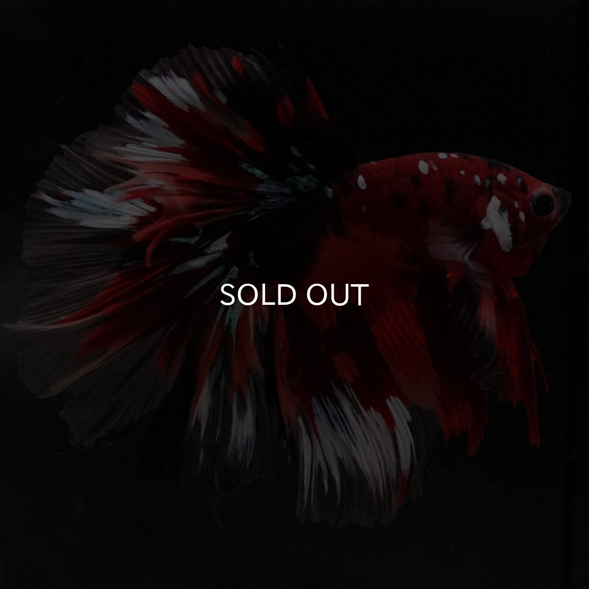 画像2: HM キャンディ ローズテール (2)