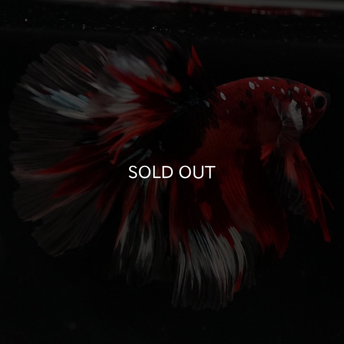 画像4: HM キャンディ ローズテール (4)