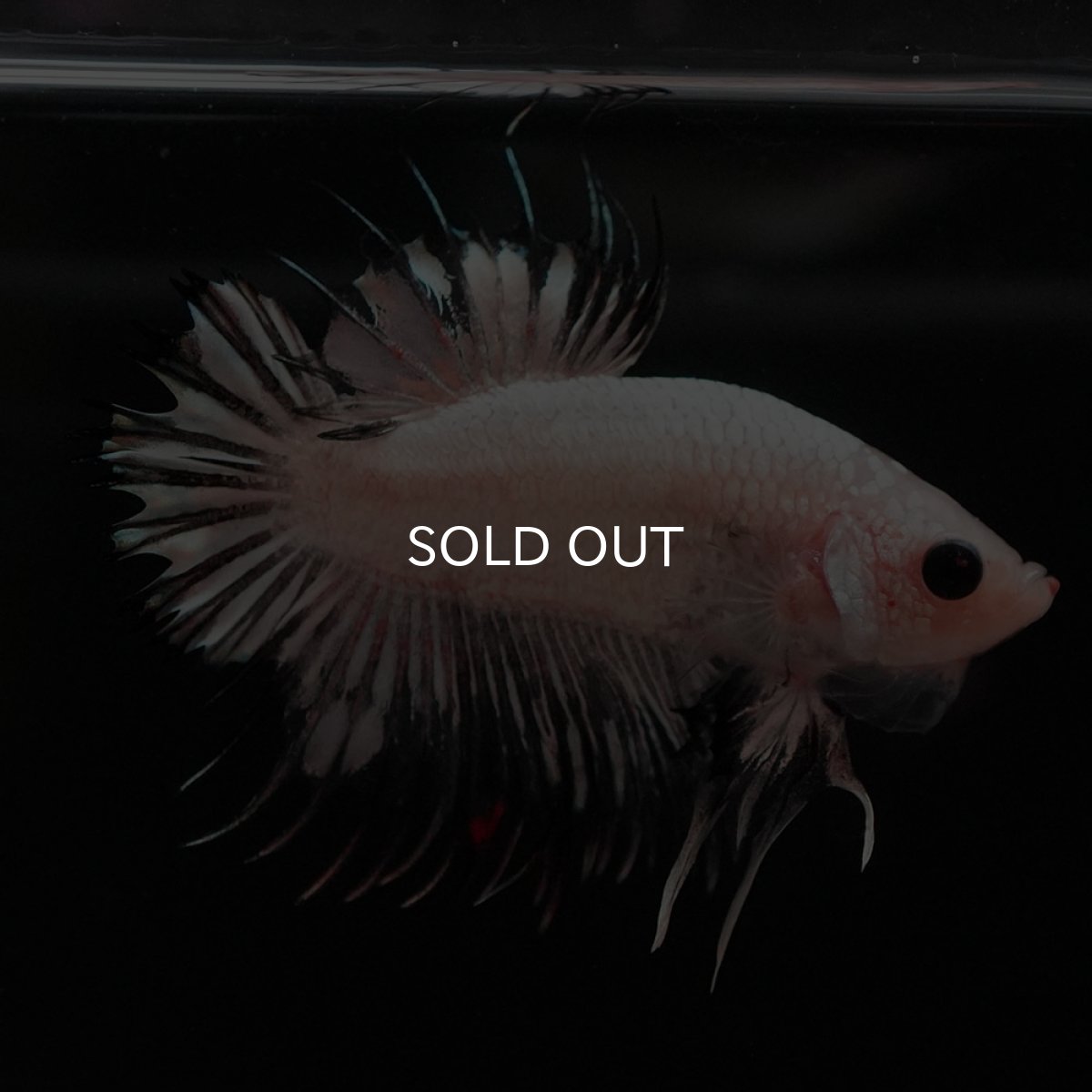 画像9: CTPK ホワイトカッパー (9)