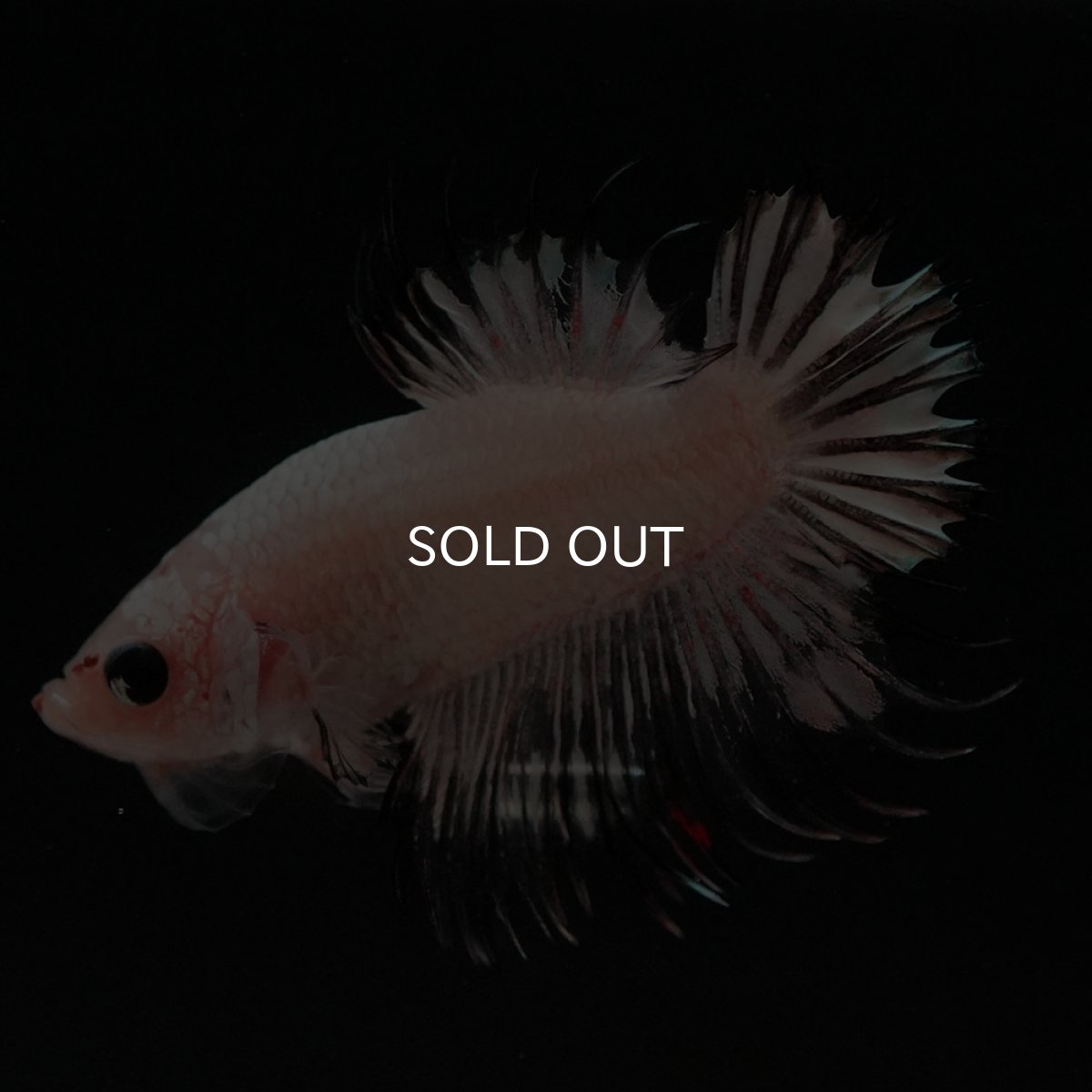 画像8: CTPK ホワイトカッパー (8)