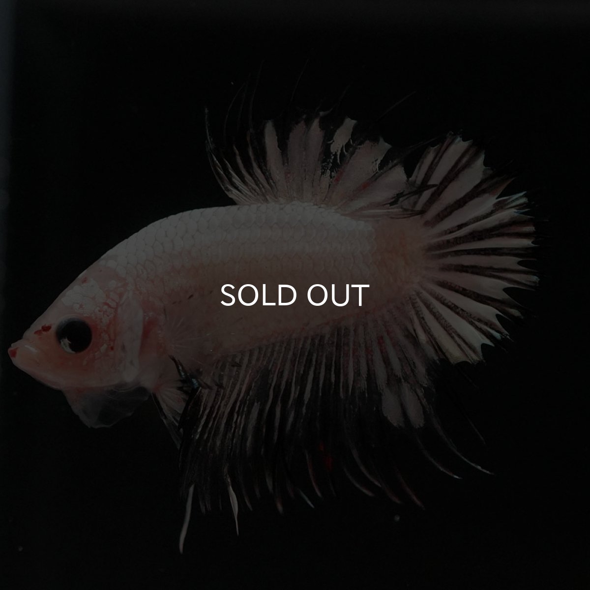 画像2: CTPK ホワイトカッパー (2)