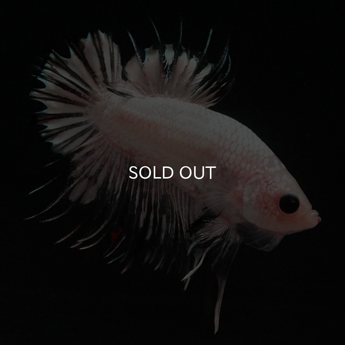 画像7: CTPK ホワイトカッパー (7)