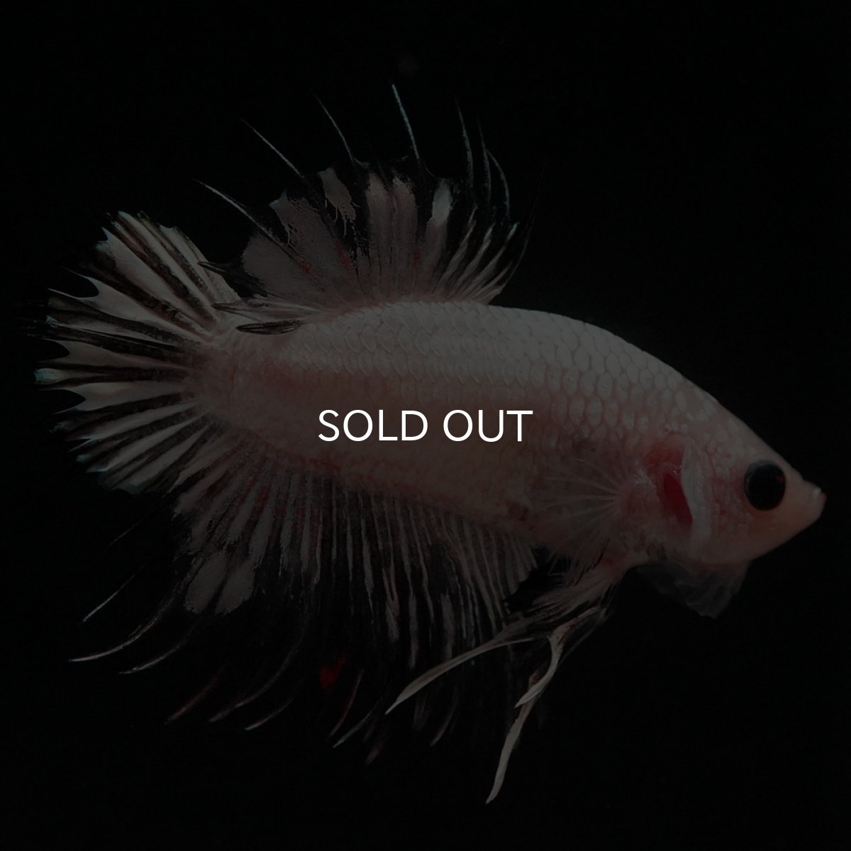 画像5: CTPK ホワイトカッパー (5)