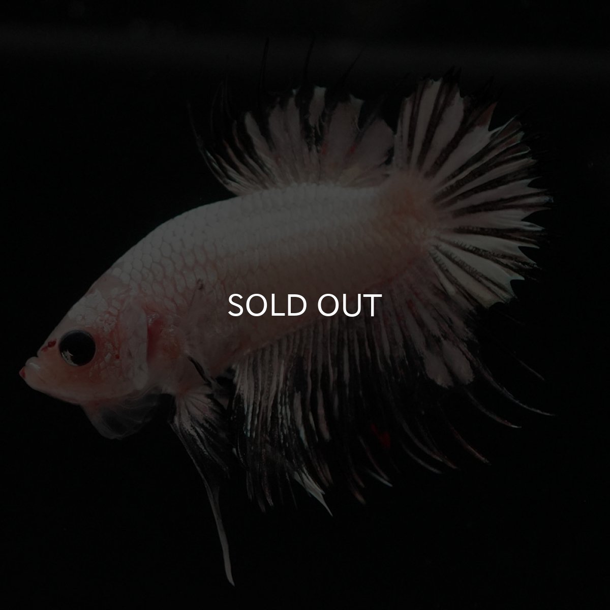 画像6: CTPK ホワイトカッパー (6)