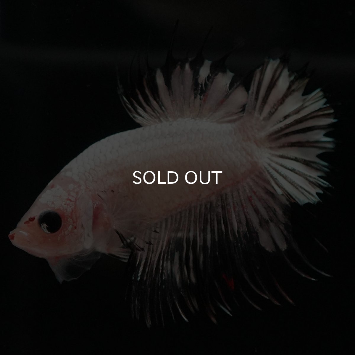 画像4: CTPK ホワイトカッパー (4)