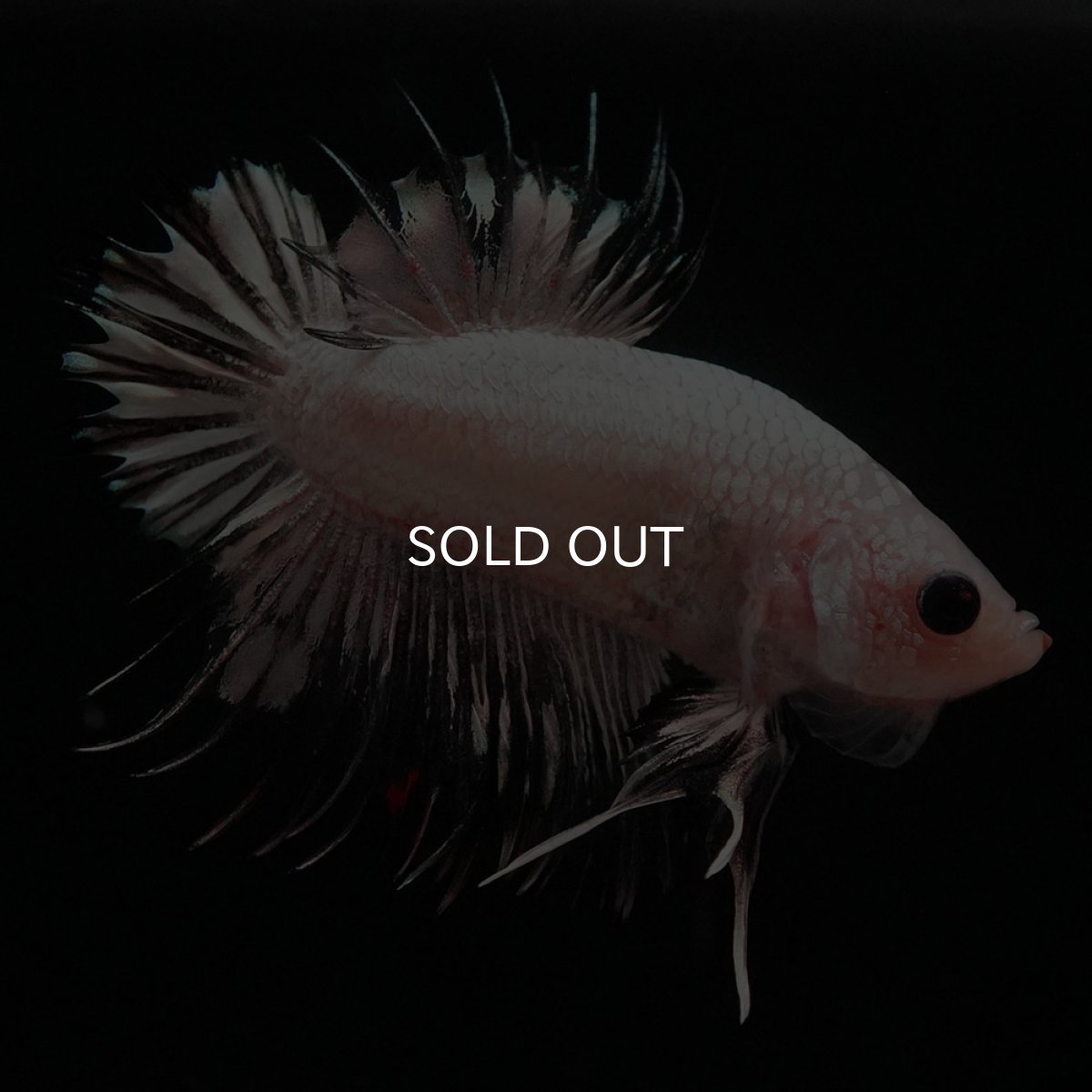 画像3: CTPK ホワイトカッパー (3)