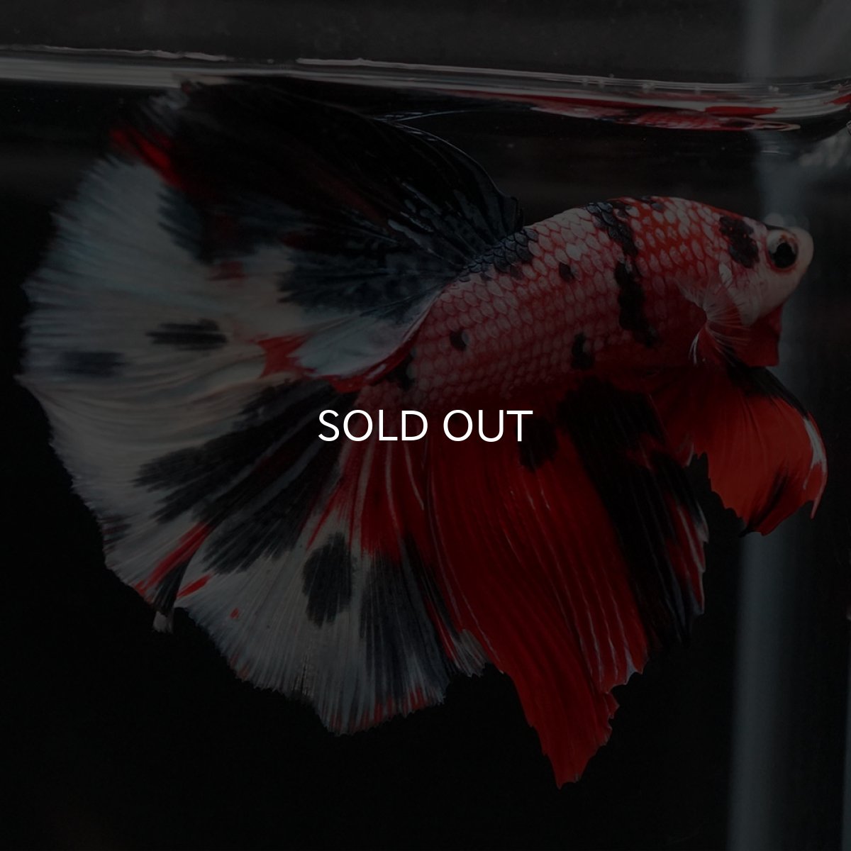 画像9: HM キャンディ (9)