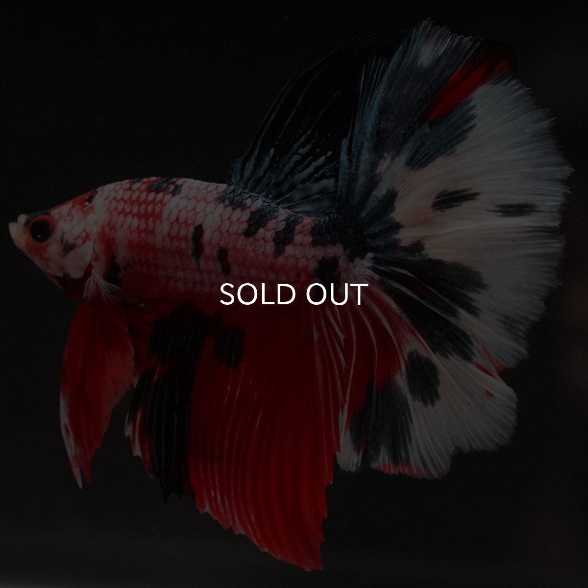 画像10: HM キャンディ (10)