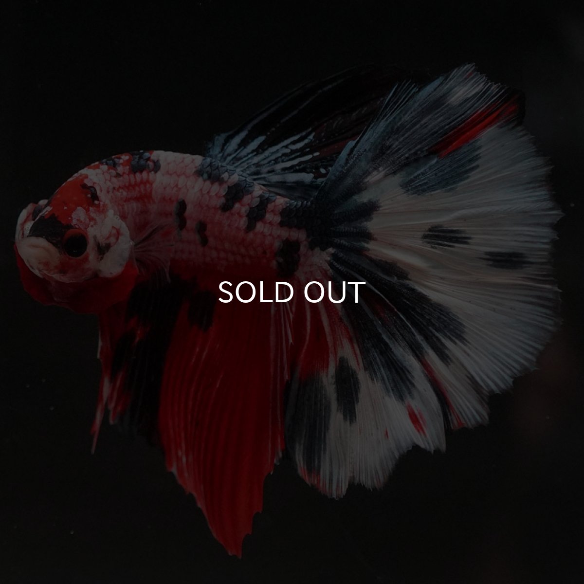 画像8: HM キャンディ (8)