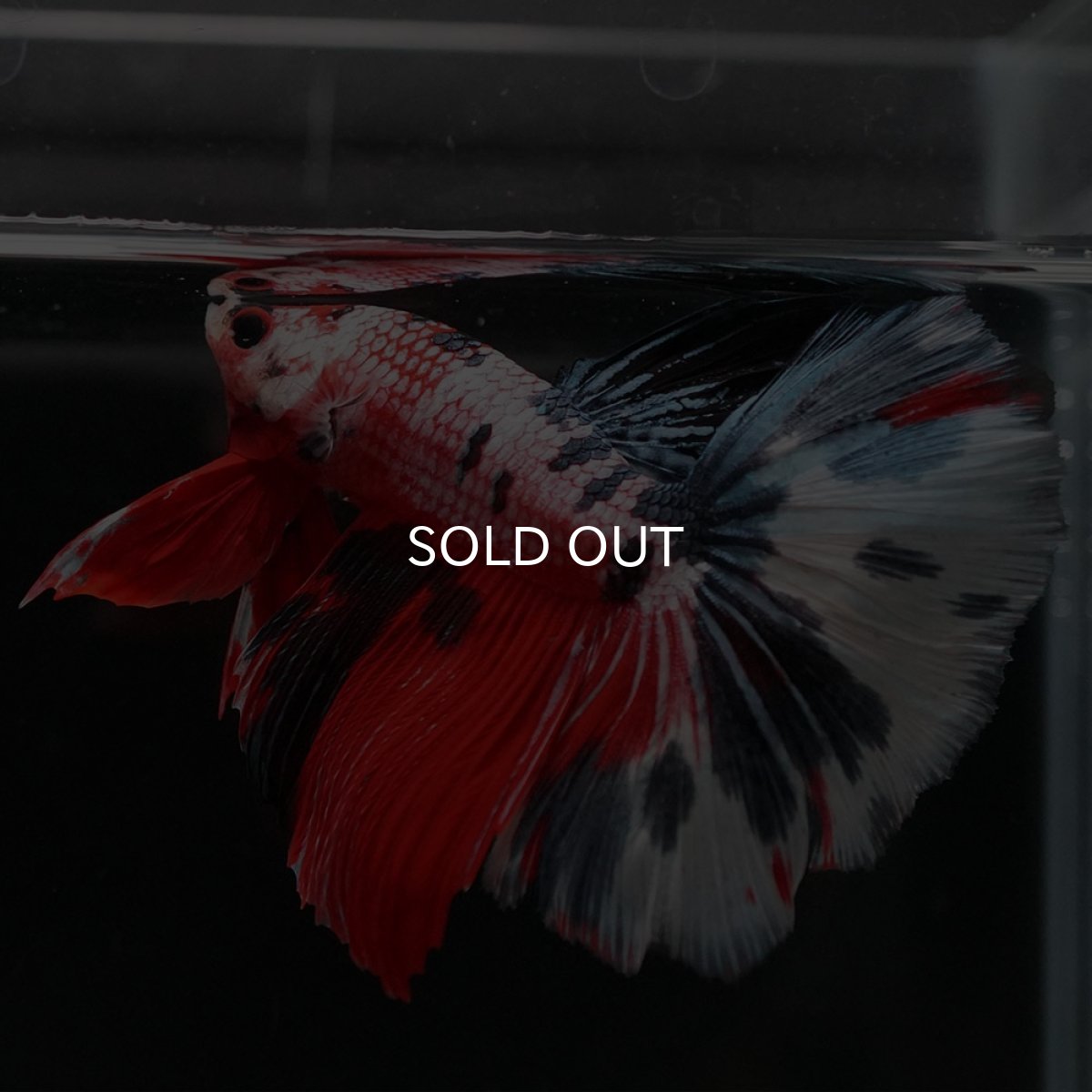 画像7: HM キャンディ (7)