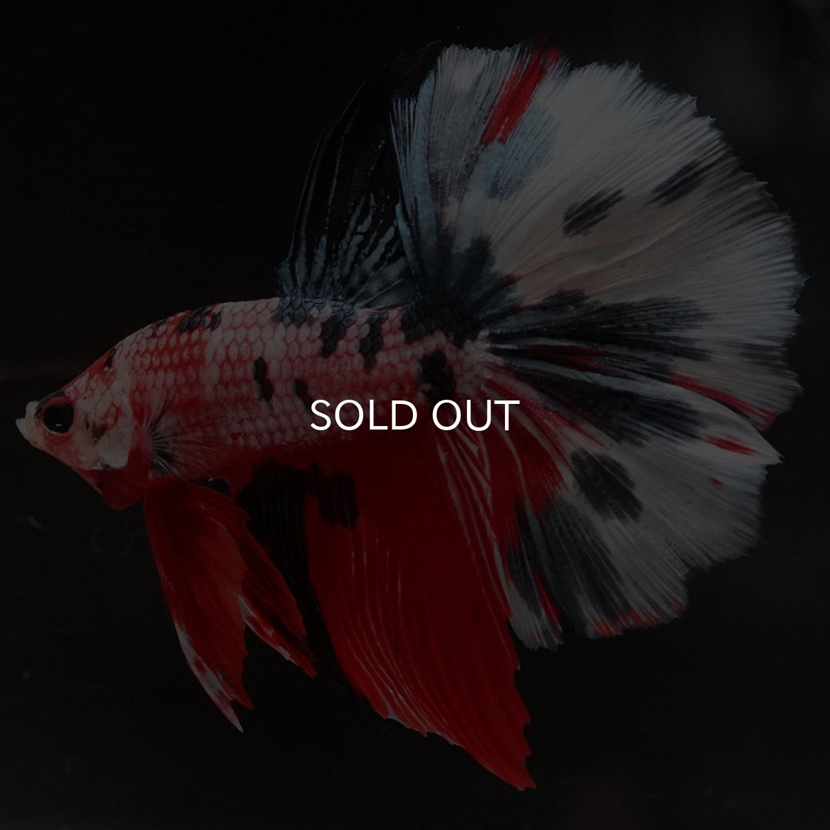 画像3: HM キャンディ (3)