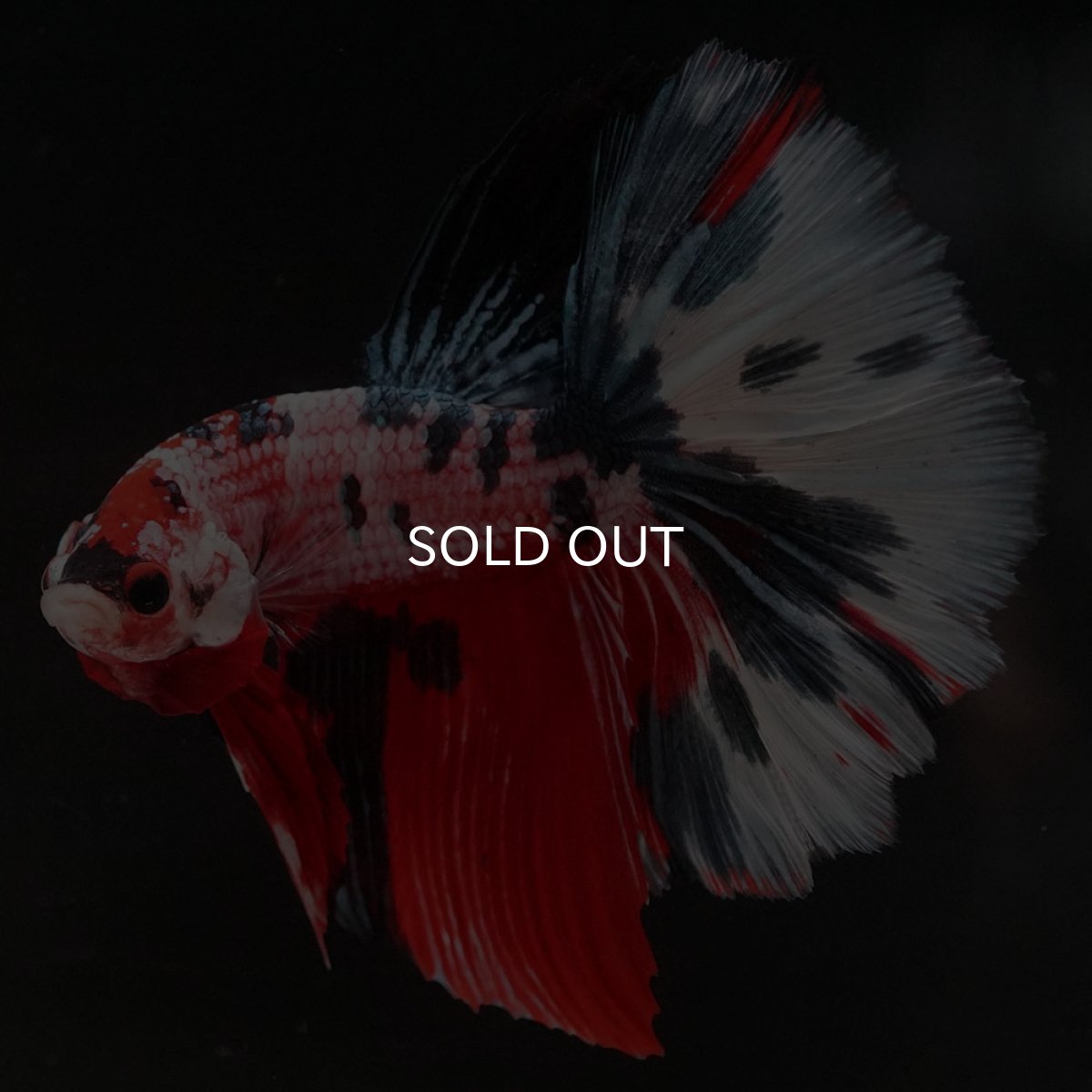 画像5: HM キャンディ (5)