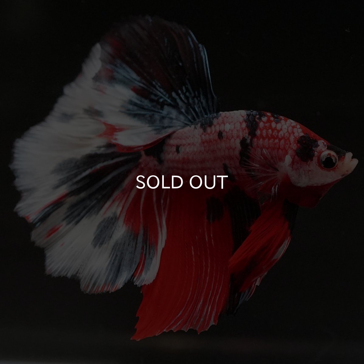 画像6: HM キャンディ (6)