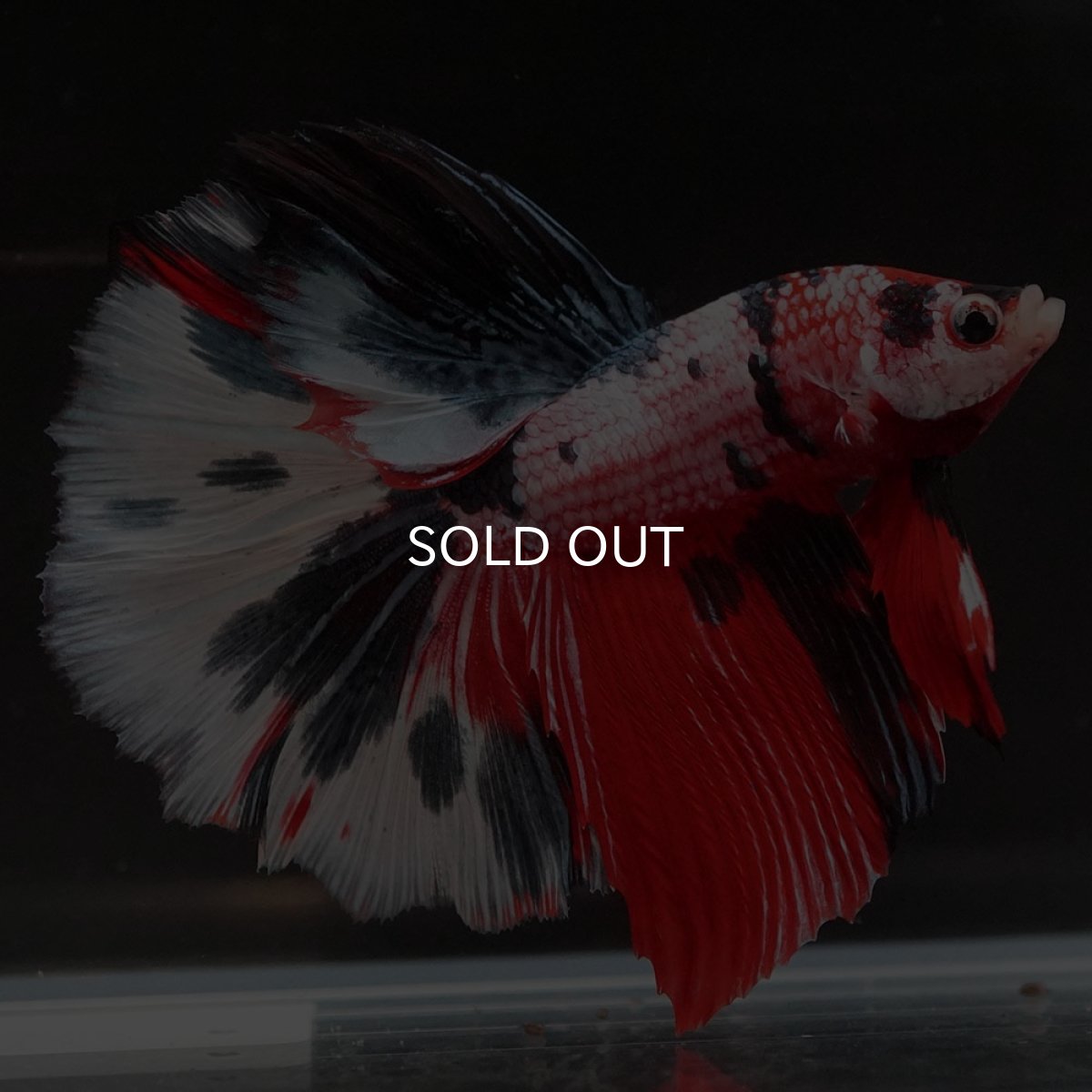 画像4: HM キャンディ (4)