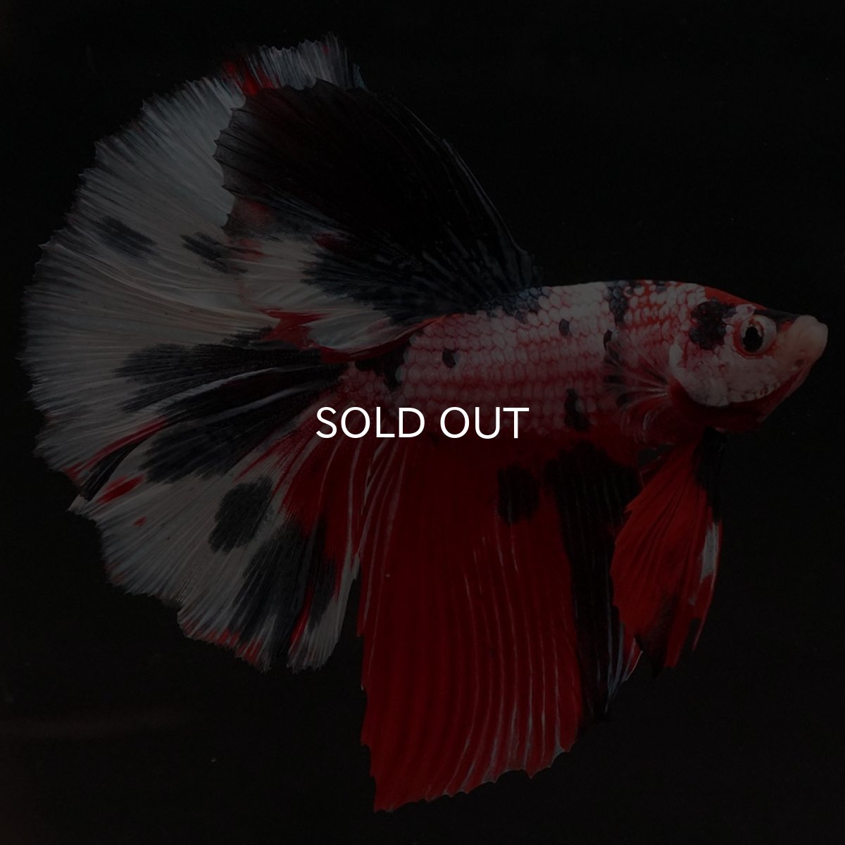 画像2: HM キャンディ (2)