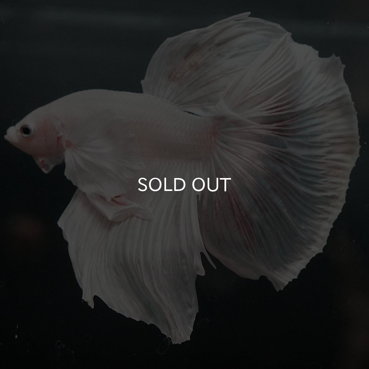 画像7: GHMダンボ　ホワイト (7)