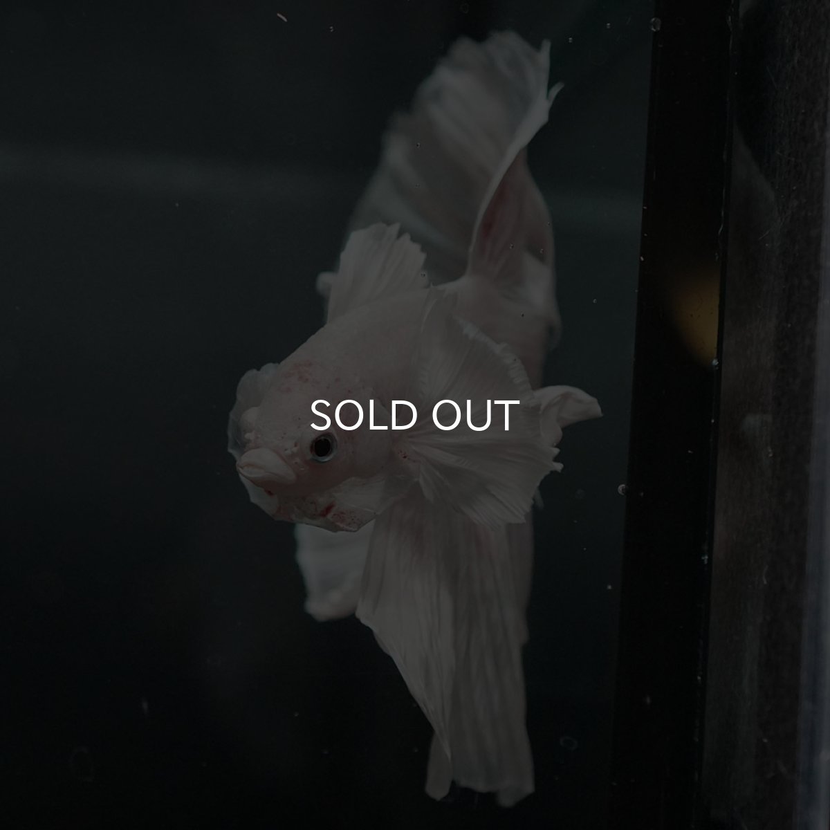 画像3: GHMダンボ　ホワイト (3)