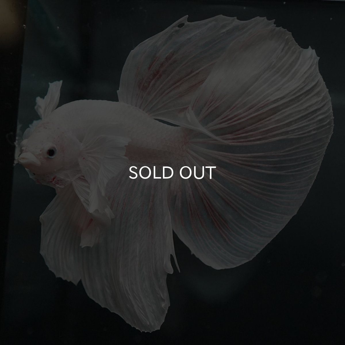 画像2: GHMダンボ　ホワイト (2)