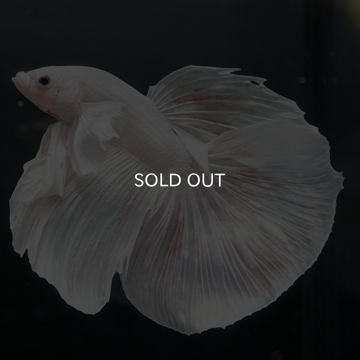 画像5: GHMダンボ　ホワイト (5)