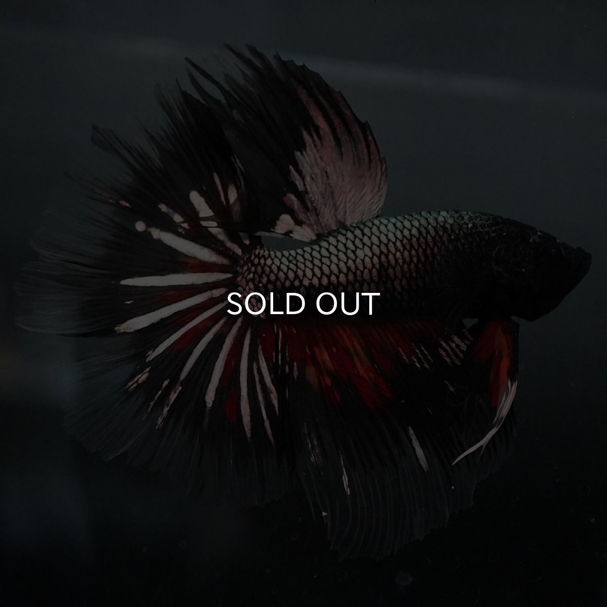 画像3: GHM キャンディカッパー クリアフィン (3)