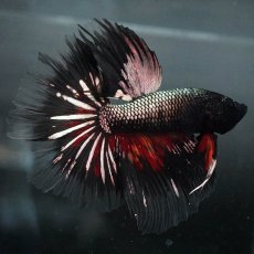画像3: GHM　キャンディカッパー クリアフィン (3)