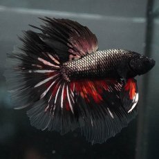 画像6: GHM　キャンディカッパー クリアフィン (6)
