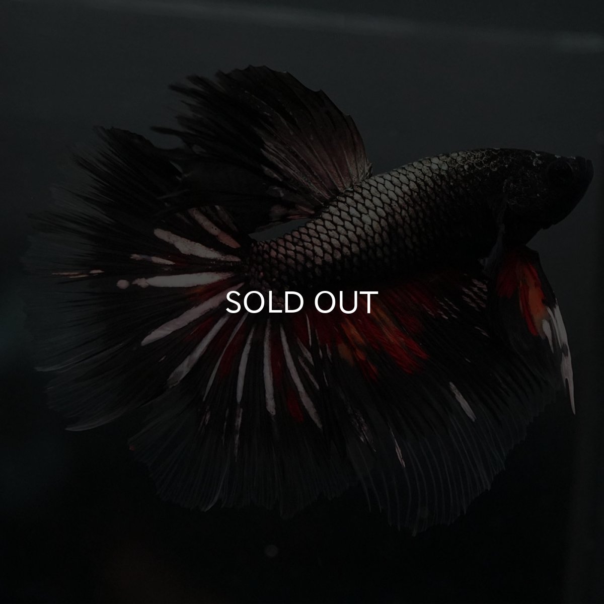 画像5: GHM キャンディカッパー クリアフィン (5)