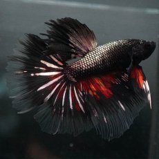 画像5: GHM　キャンディカッパー クリアフィン (5)