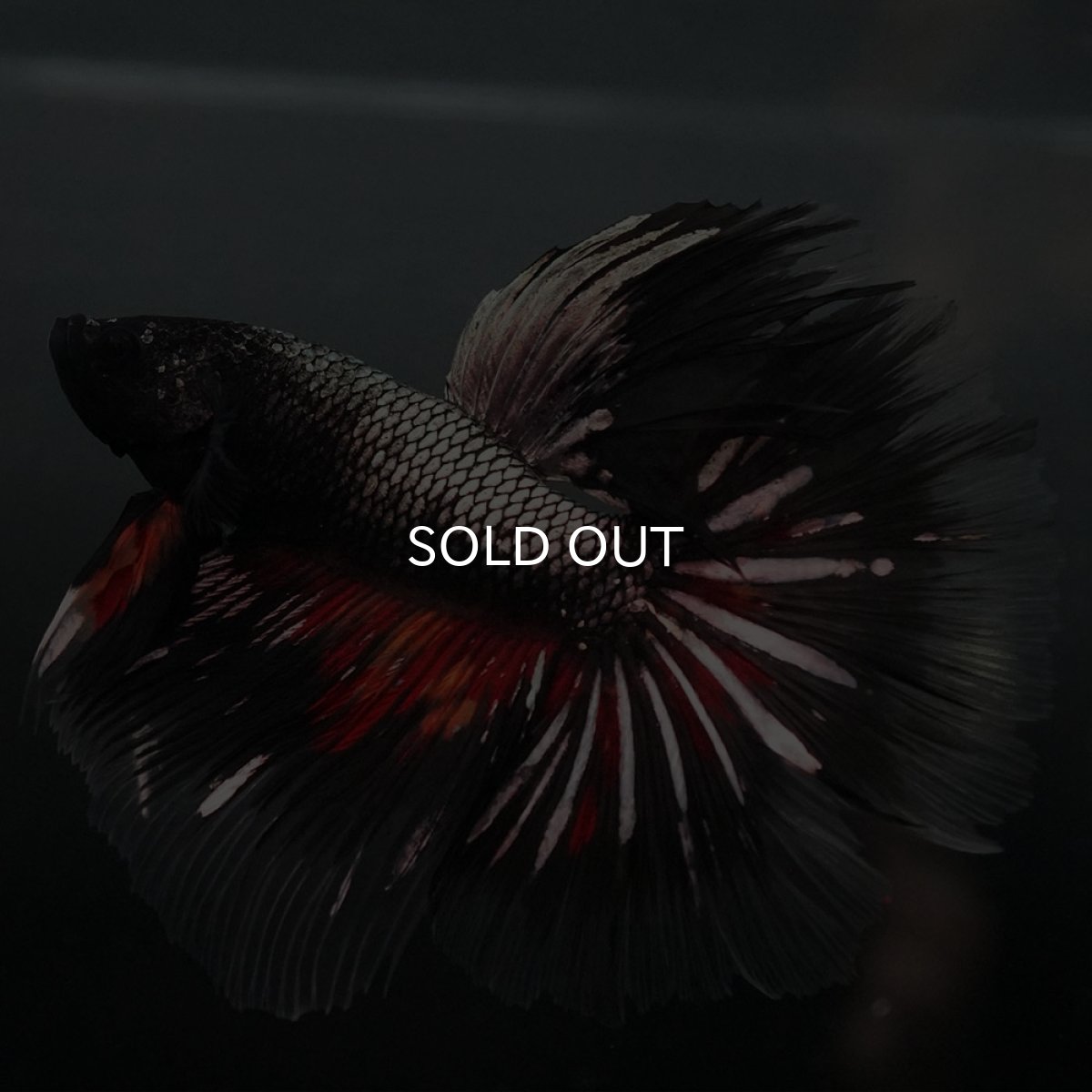 画像4: GHM キャンディカッパー クリアフィン (4)