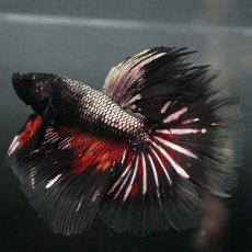 画像4: GHM　キャンディカッパー クリアフィン (4)