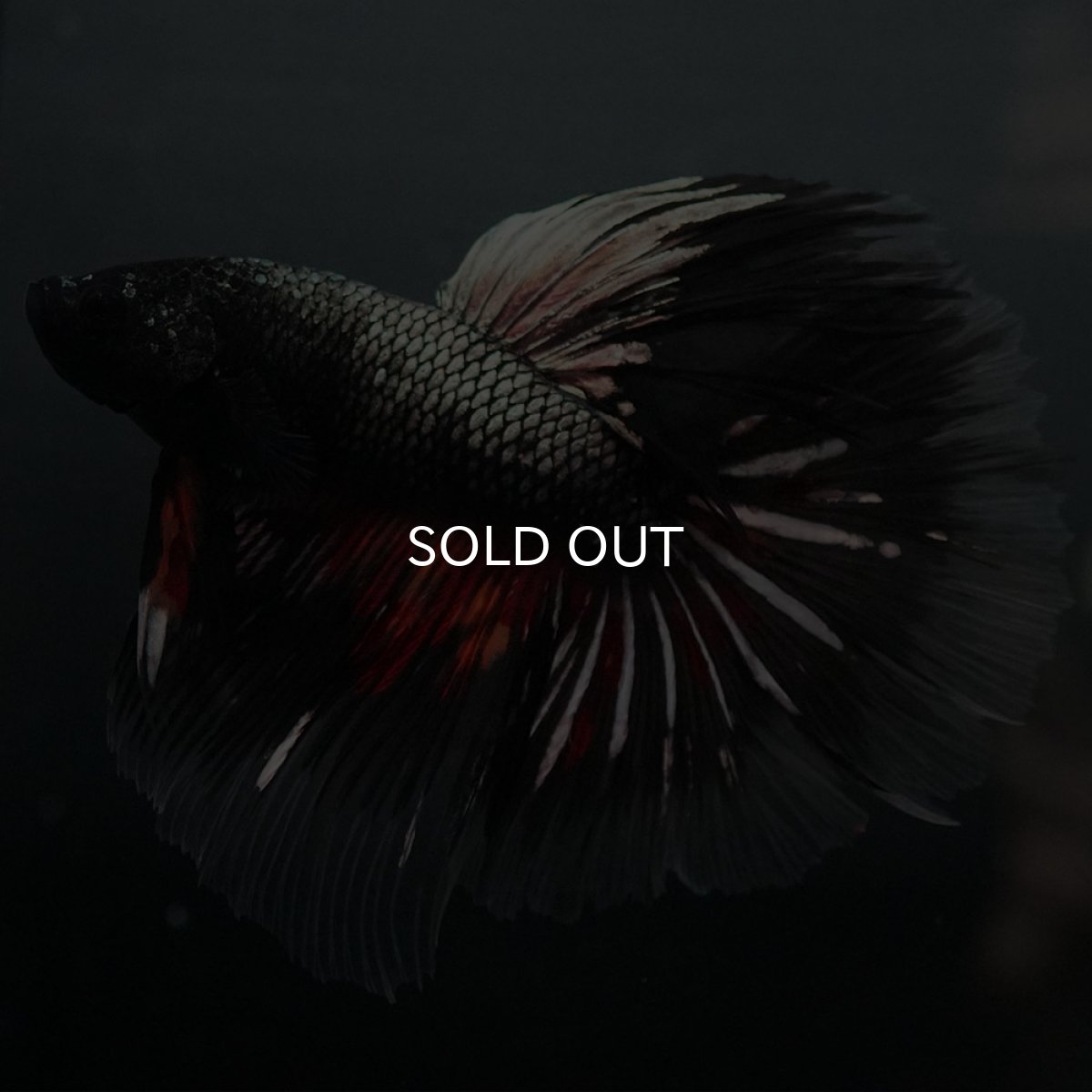 画像2: GHM キャンディカッパー クリアフィン (2)