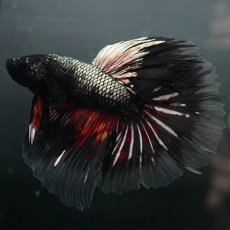 画像2: GHM　キャンディカッパー クリアフィン (2)