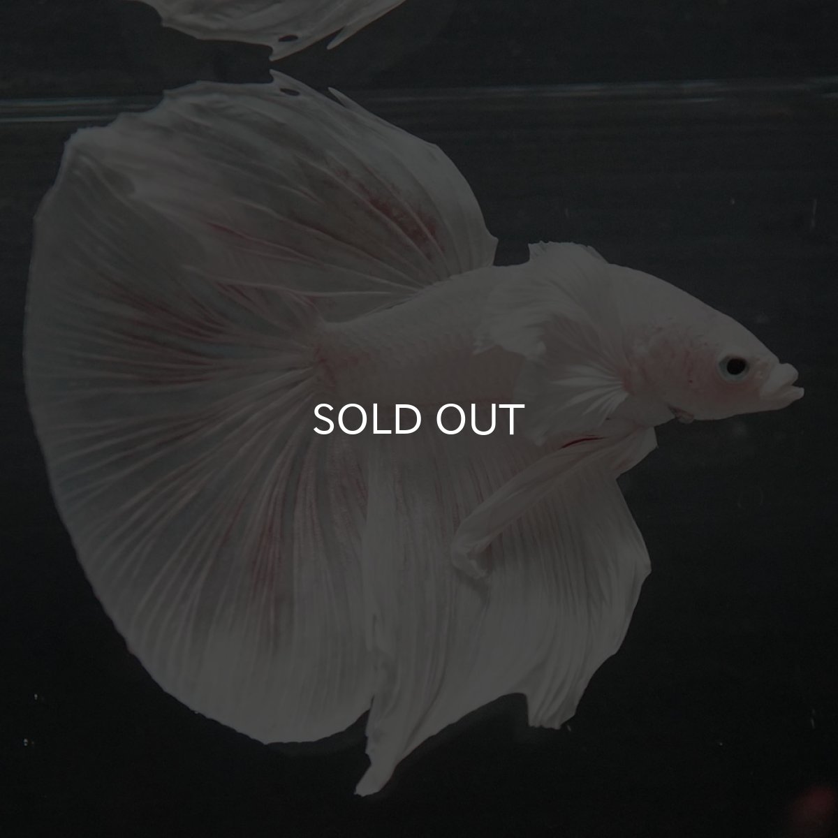 画像4: GHMダンボ　ホワイト (4)