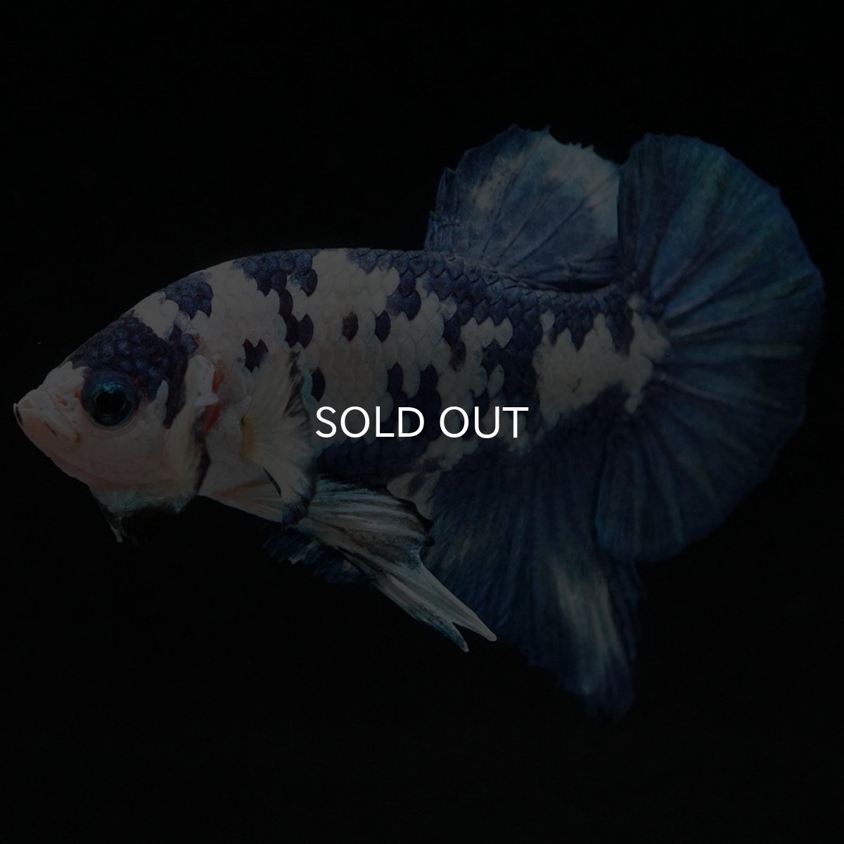 画像7: HMPK ホワイトブルーマーブル (7)