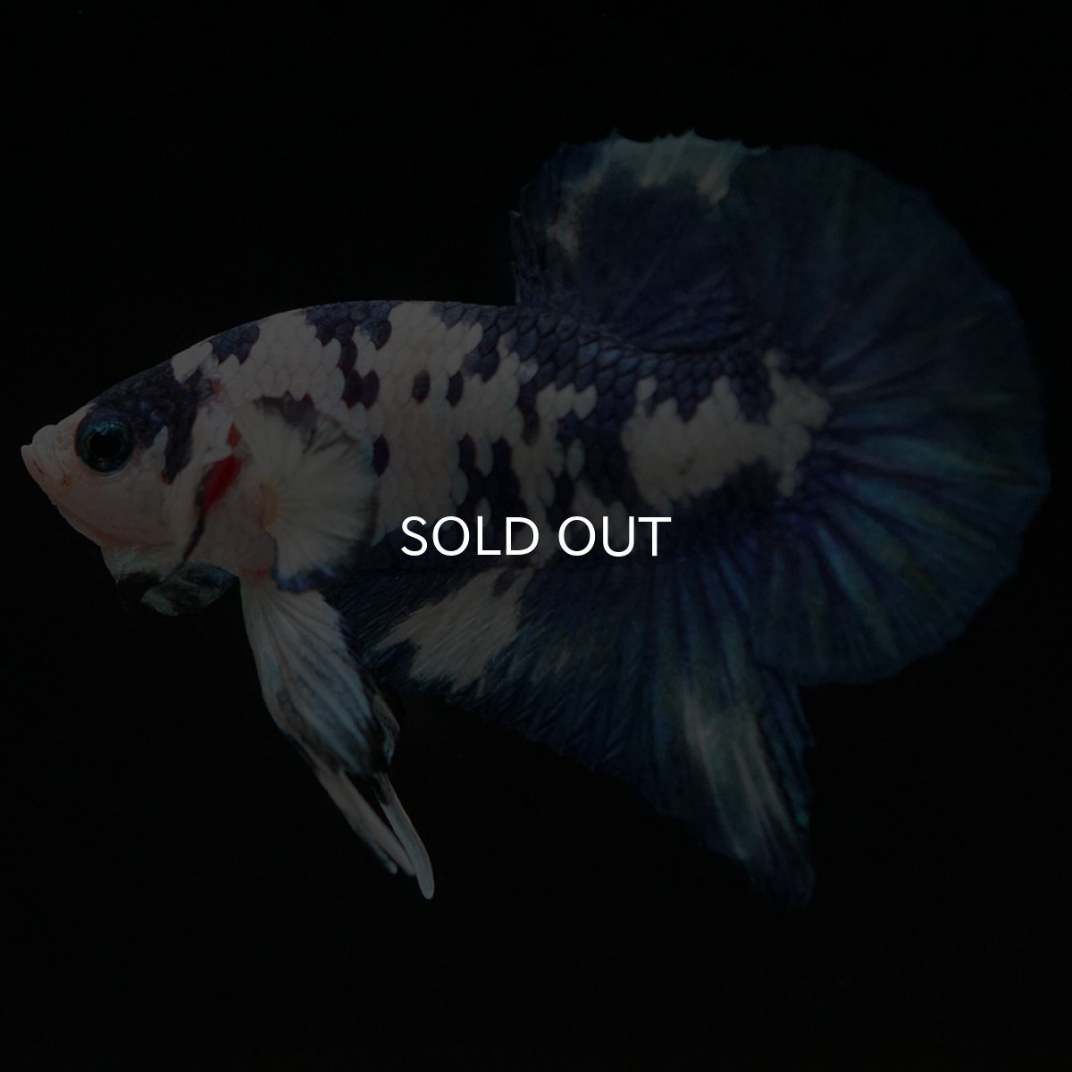 画像9: HMPK ホワイトブルーマーブル (9)