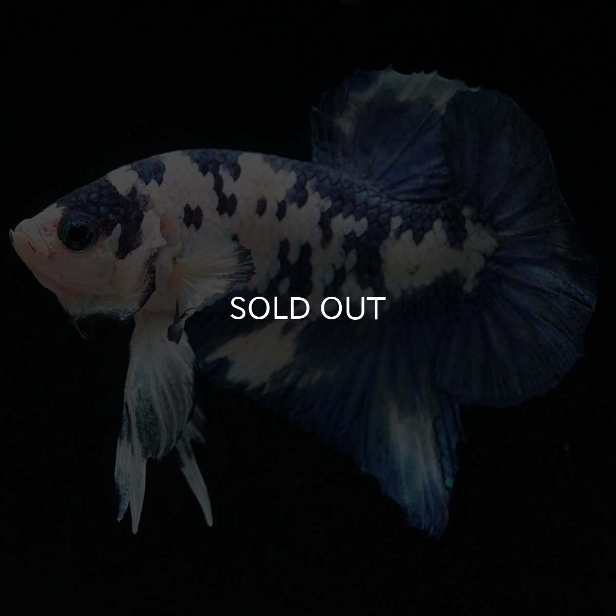 画像5: HMPK ホワイトブルーマーブル (5)