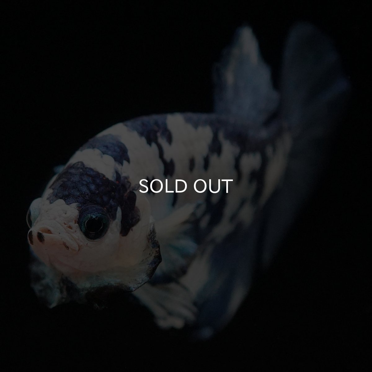 画像4: HMPK ホワイトブルーマーブル (4)