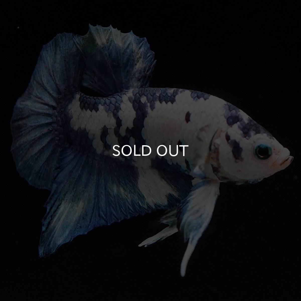 画像8: HMPK ホワイトブルーマーブル (8)