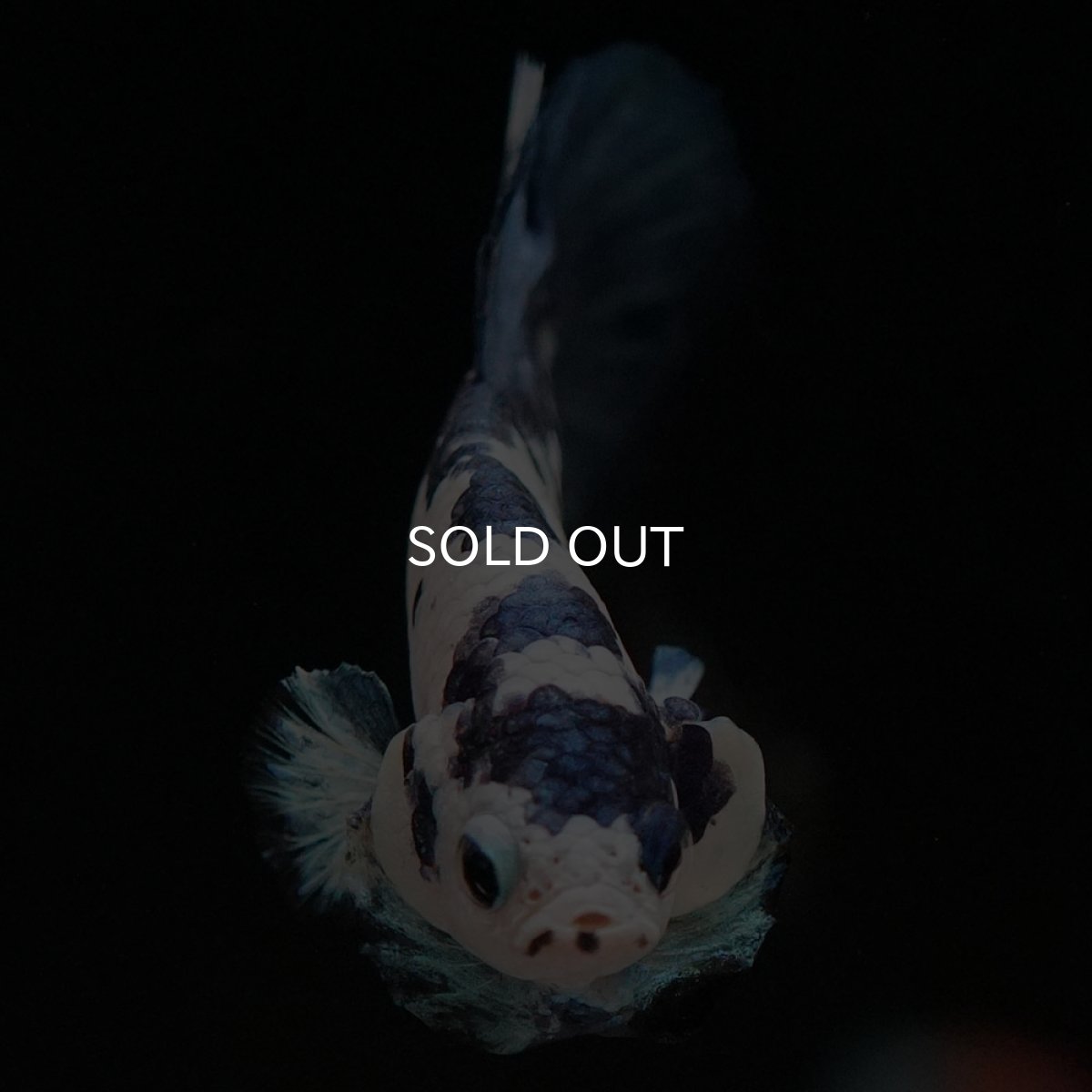 画像3: HMPK ホワイトブルーマーブル (3)