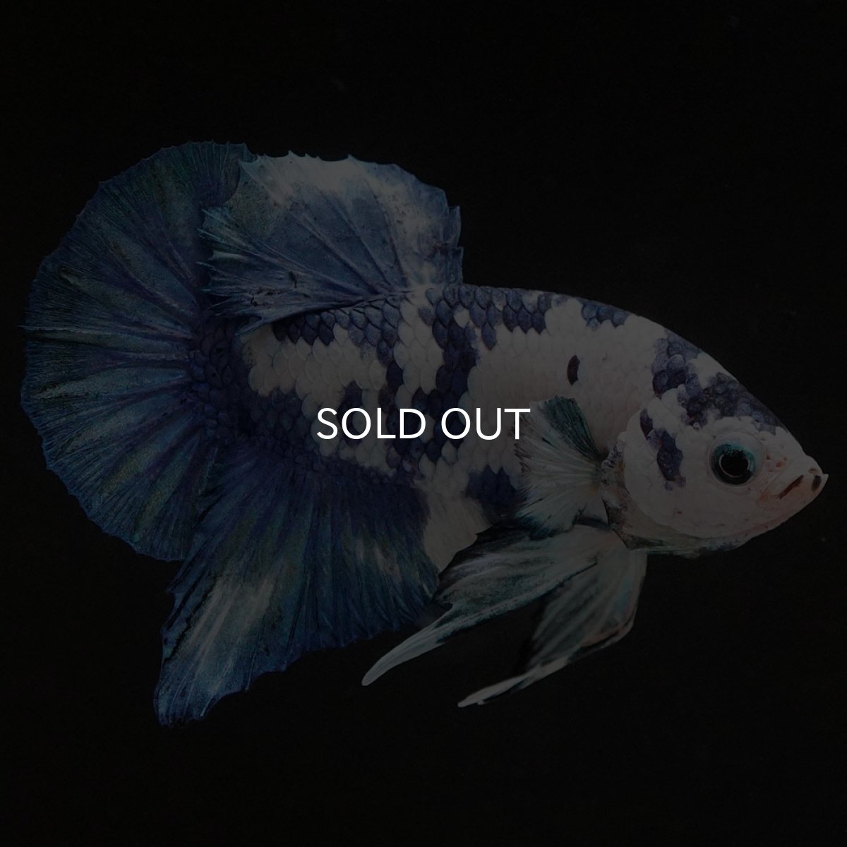 画像6: HMPK ホワイトブルーマーブル (6)