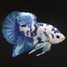 画像6: HMPK　ホワイトブルーマーブル (6)