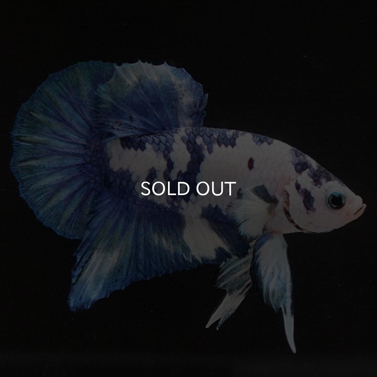 画像2: HMPK ホワイトブルーマーブル (2)