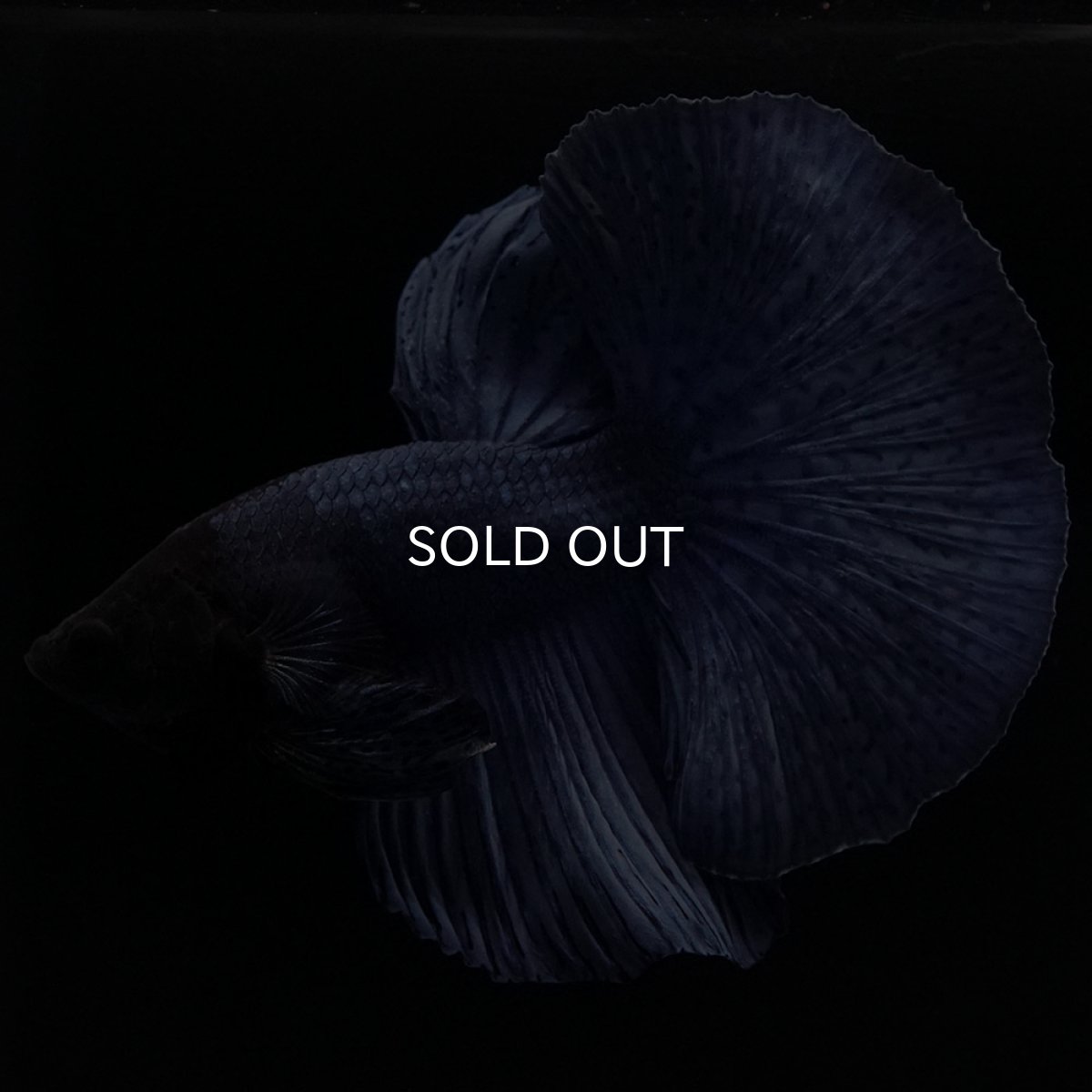 画像7: HM ソリッドブルー (7)