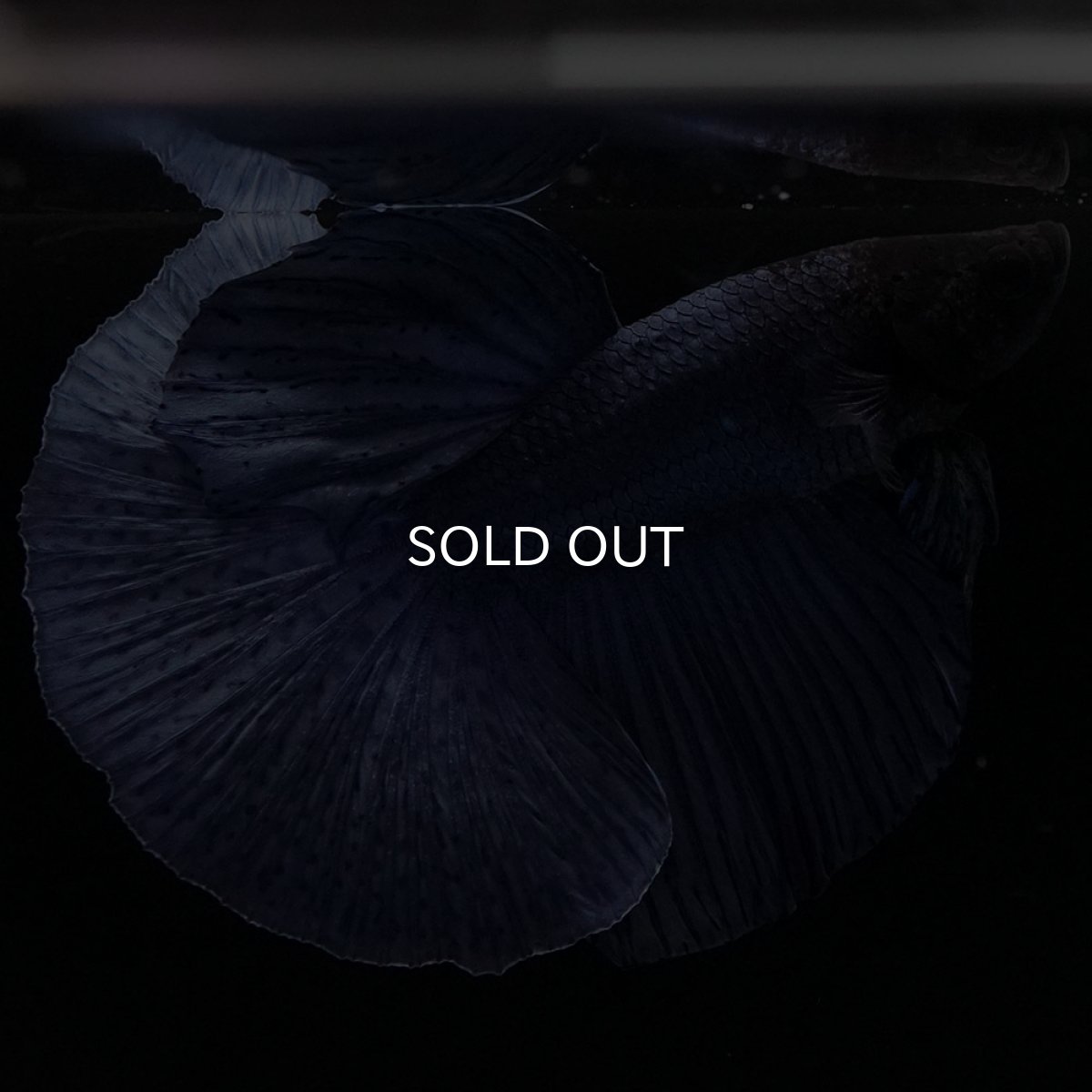 画像6: HM ソリッドブルー (6)